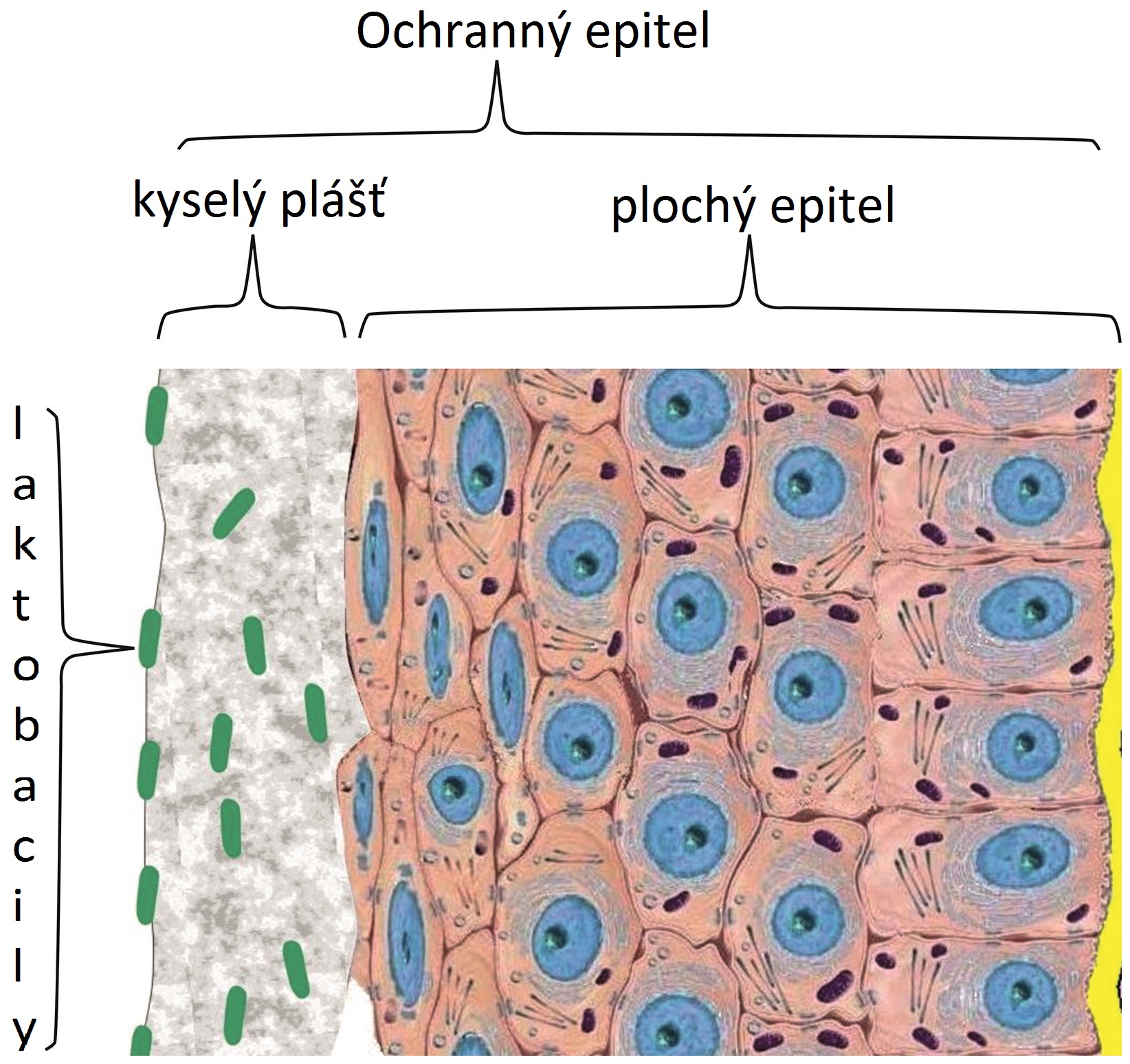 Hüvelyhám